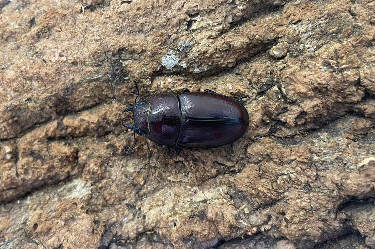 トカラノコギリクワガタ（諏訪之瀬） – INSECT SHOP KMY