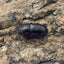 トカラノコギリクワガタ（諏訪之瀬）