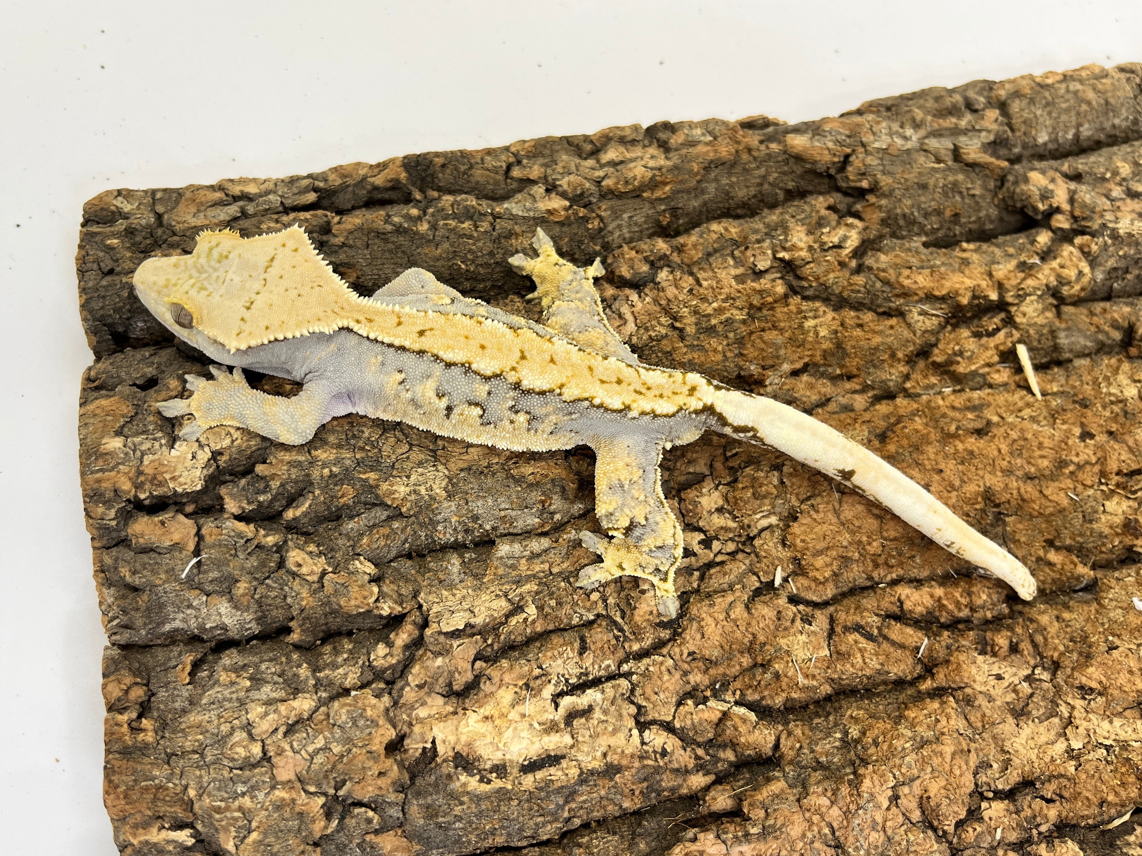 爬虫類 – INSECT SHOP KMY