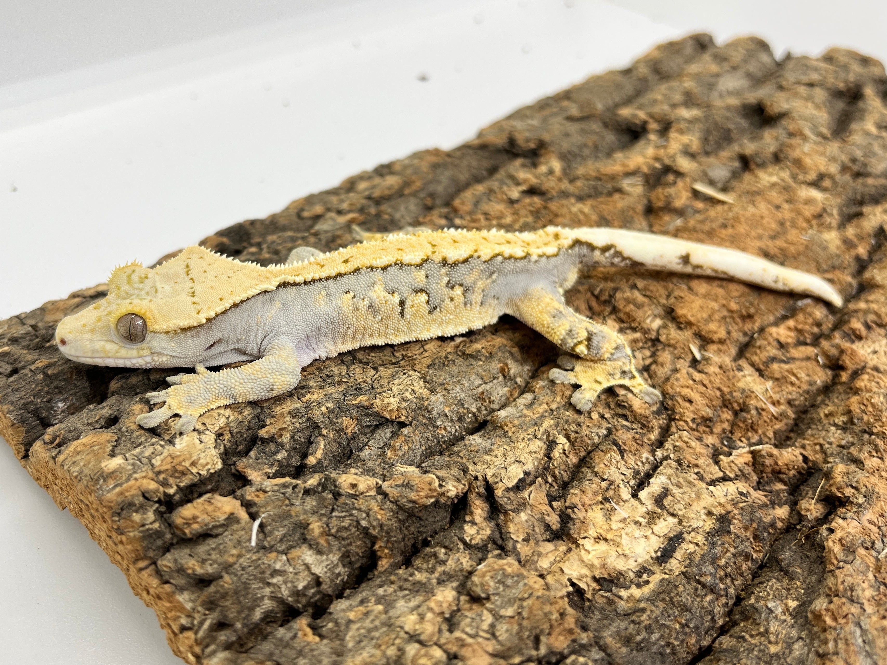 爬虫類 – INSECT SHOP KMY