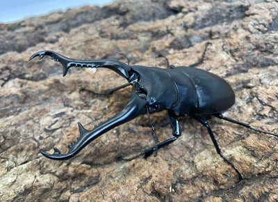 ギラファノコギリクワガタ