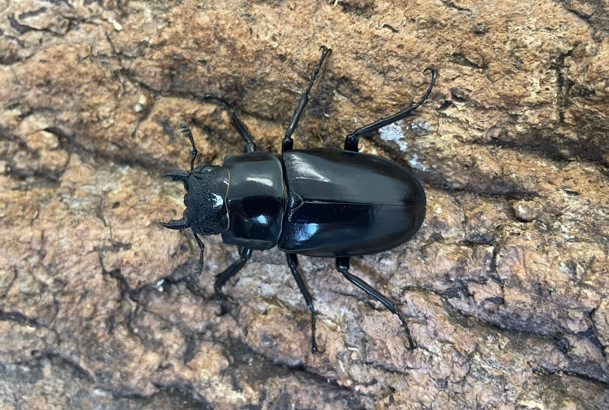 ギラファノコギリクワガタ