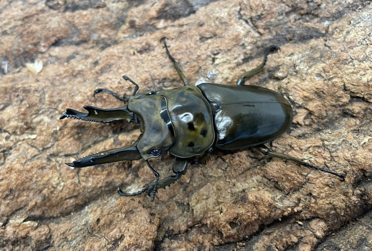 ババオウゴンオニクワガタ