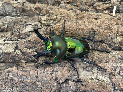 ニジイロクワガタ