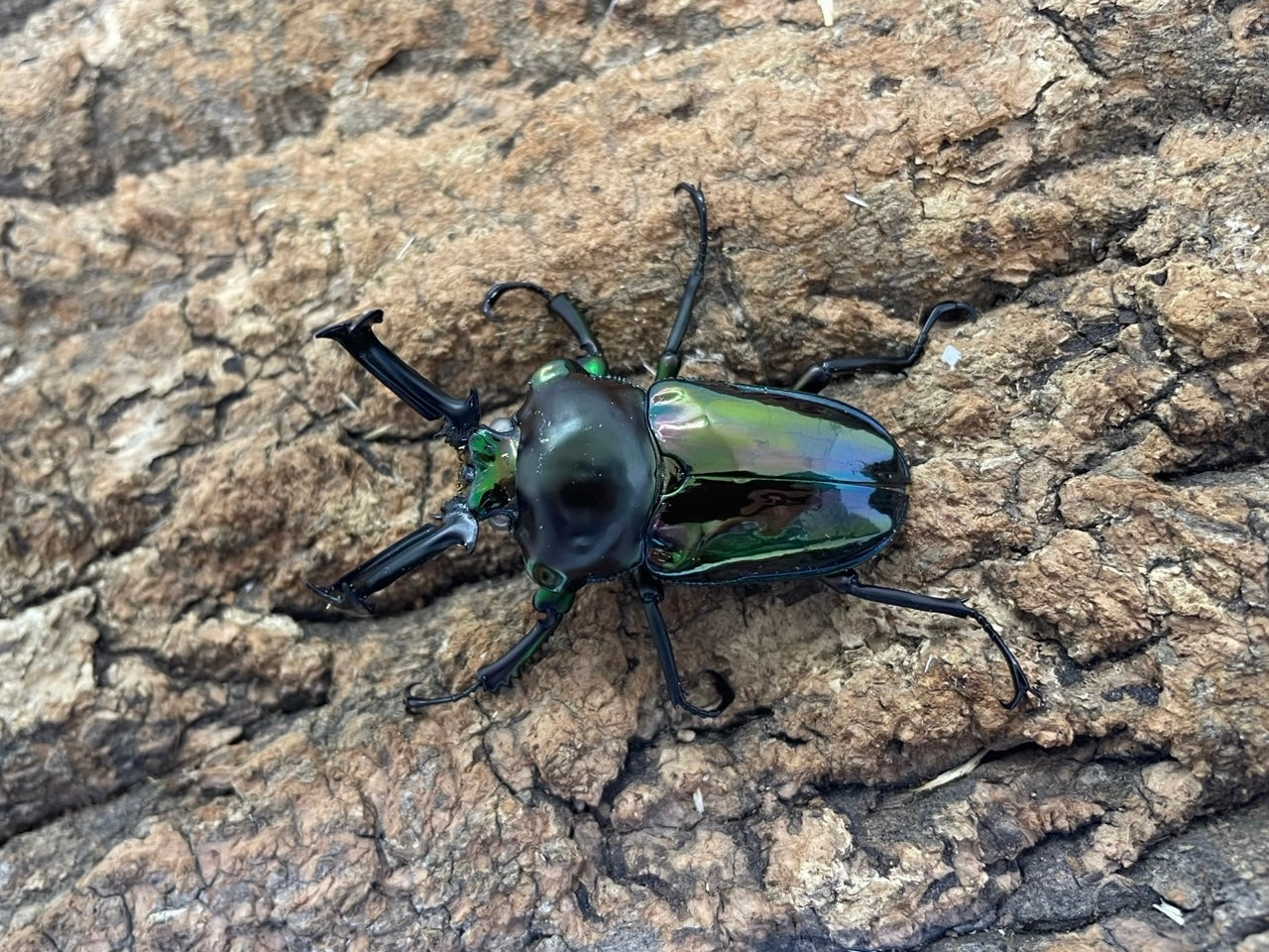 新着 – INSECT SHOP KMY
