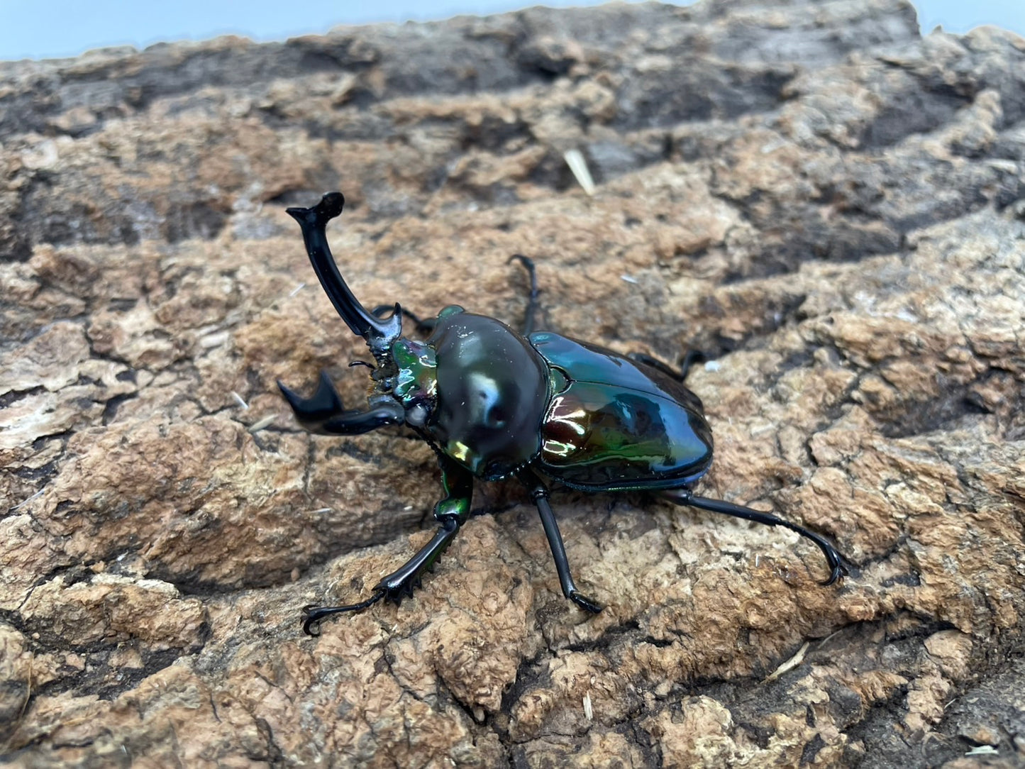 ニジイロクワガタ