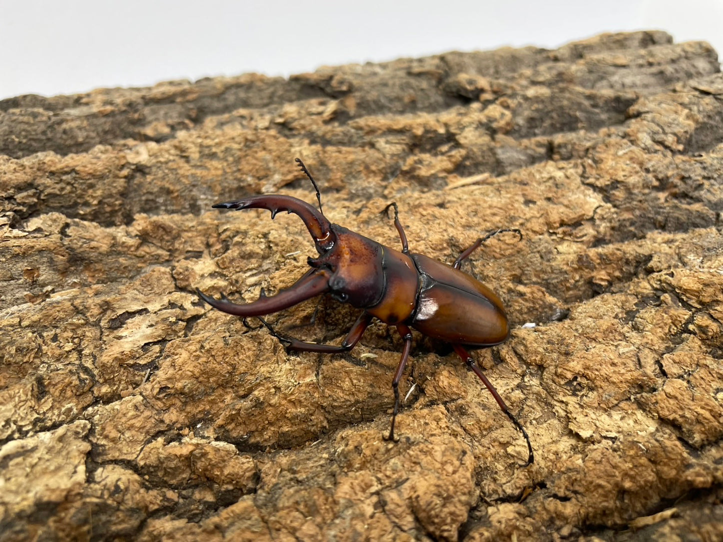 トカラノコギリクワガタ