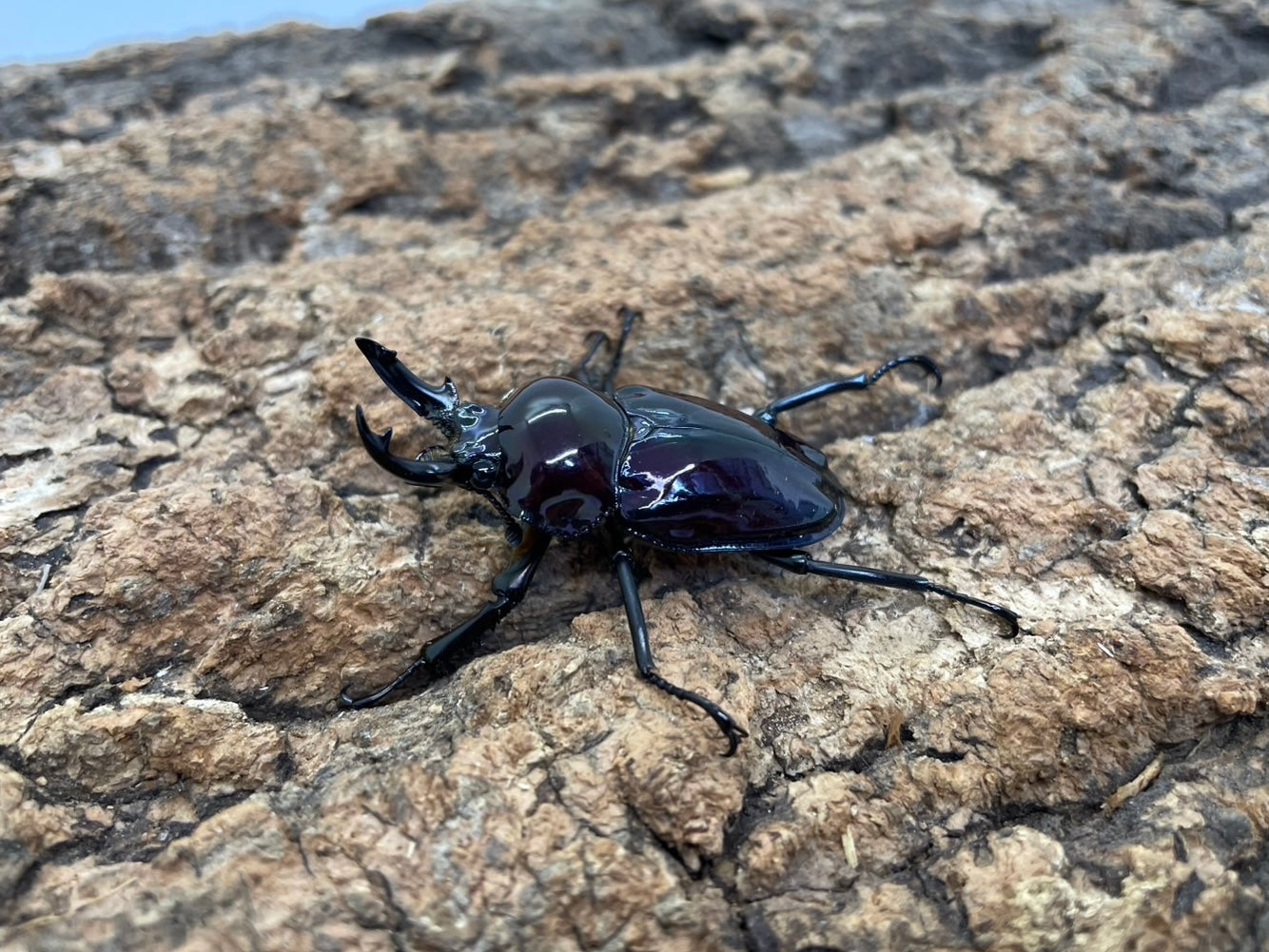 ニジイロクワガタ(紫煌）
