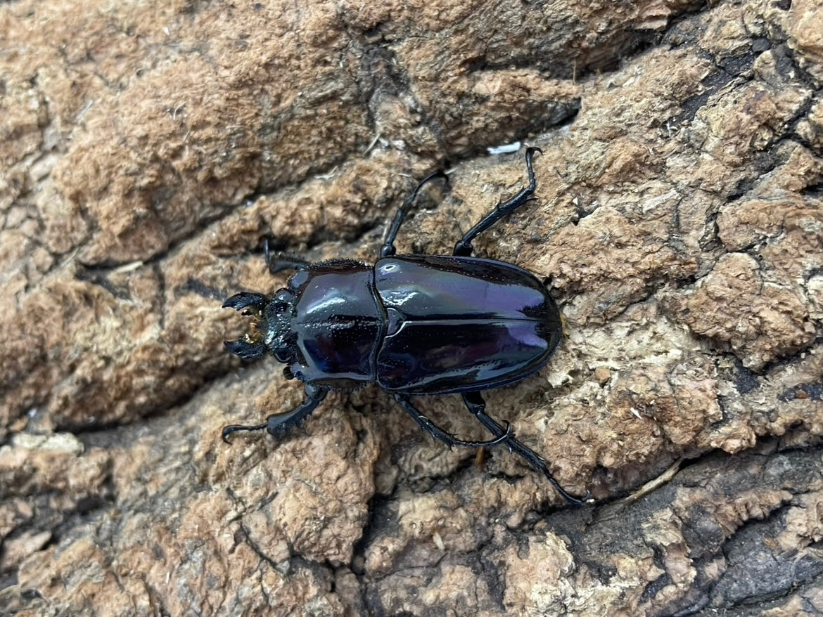 ニジイロクワガタ(紫煌）