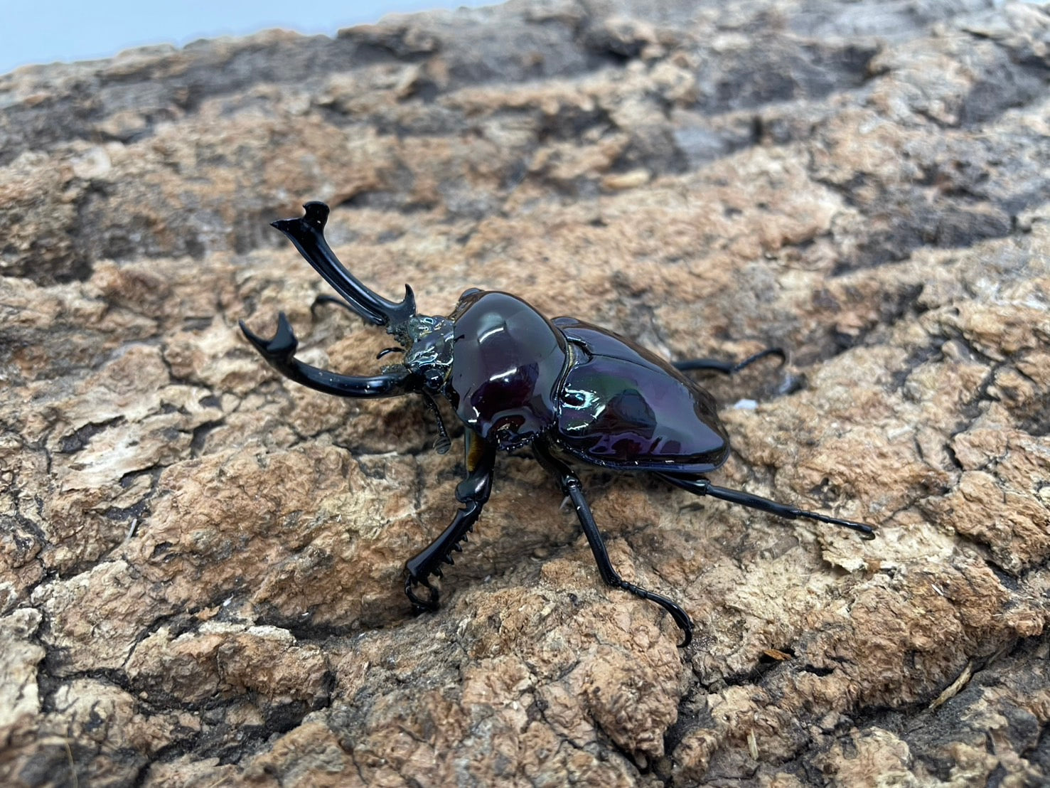 ニジイロクワガタ(紫煌） – INSECT SHOP KMY