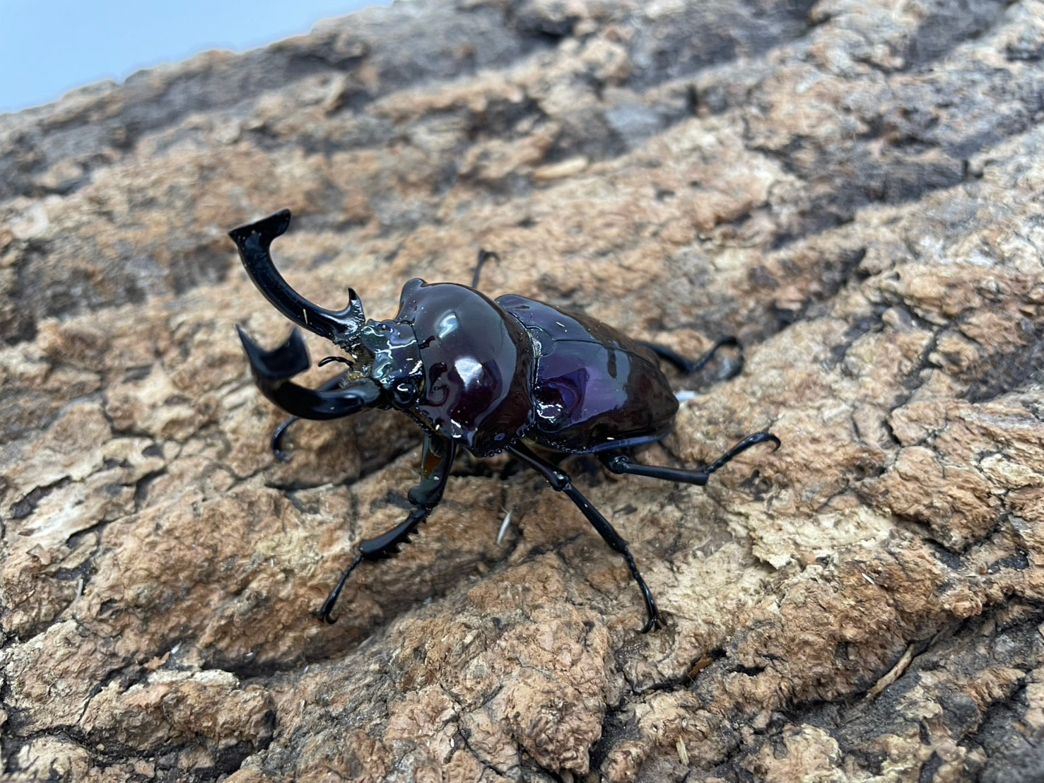 ニジイロクワガタ(紫煌） – INSECT SHOP KMY