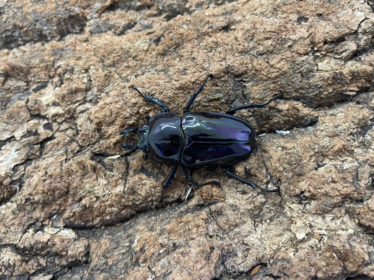 ニジイロクワガタ(紫煌） – INSECT SHOP KMY