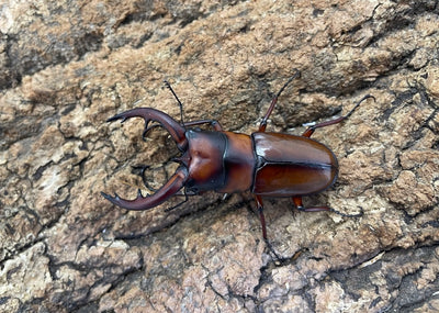 トカラノコギリクワガタ