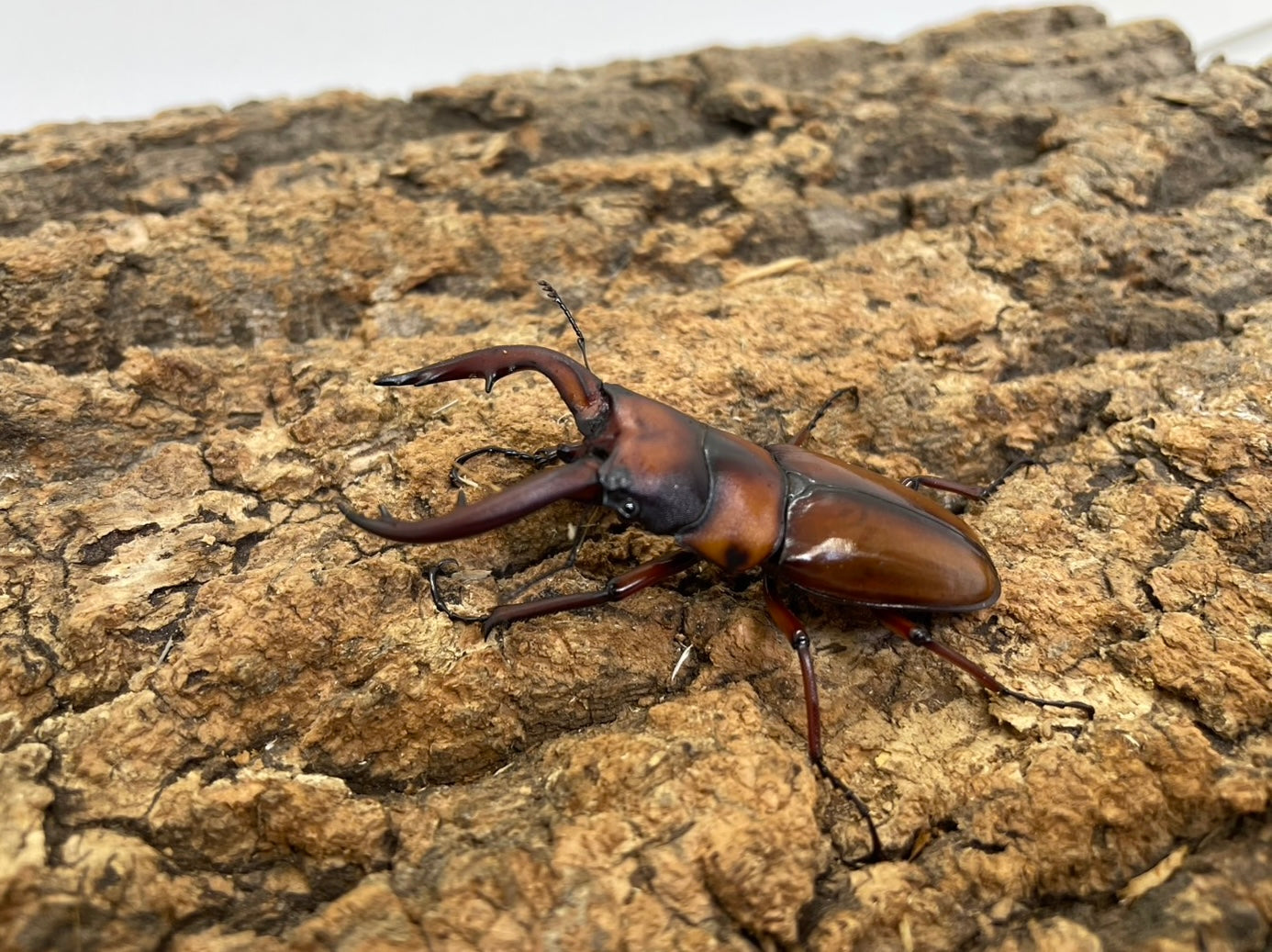 トカラノコギリクワガタ