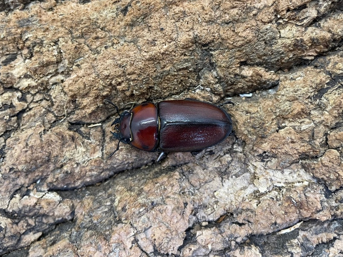 トカラノコギリクワガタ