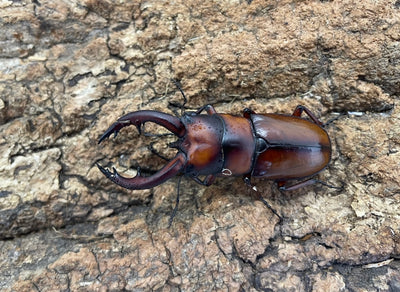 トカラノコギリクワガタ