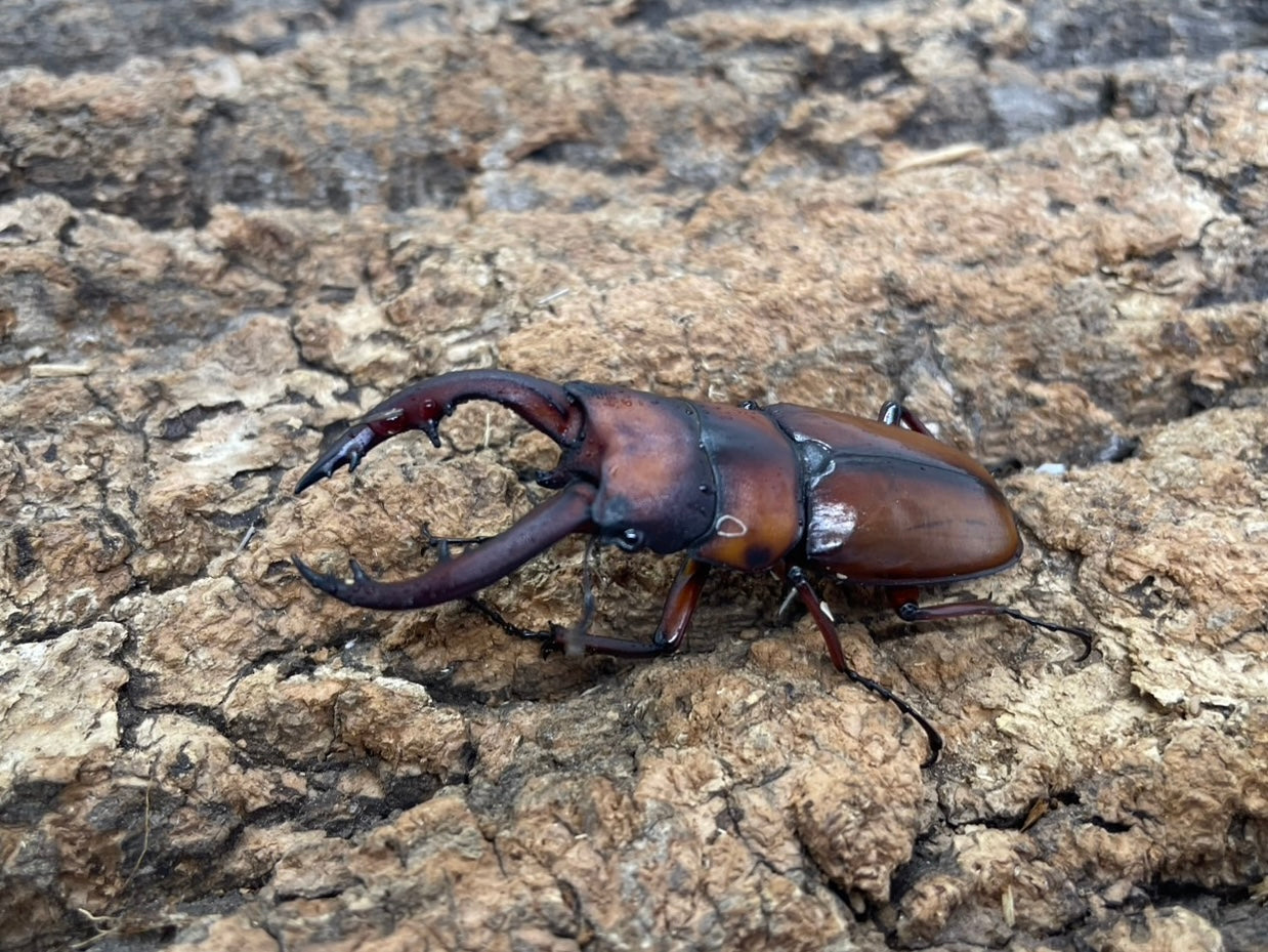 トカラノコギリクワガタ