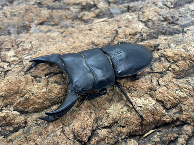 ホペイオオクワガタ