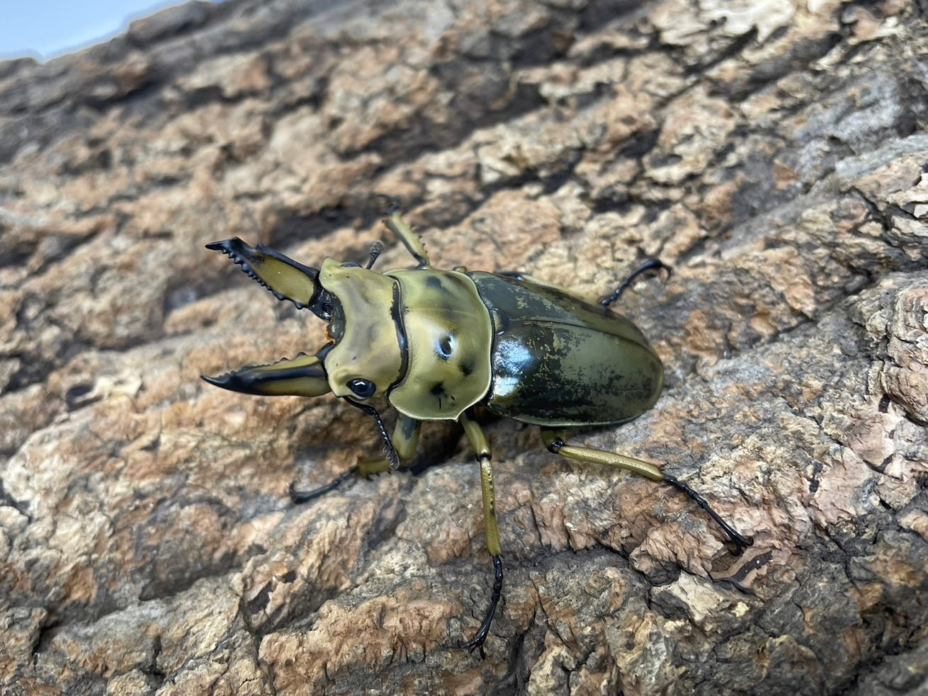 ババオウゴンオニクワガタ