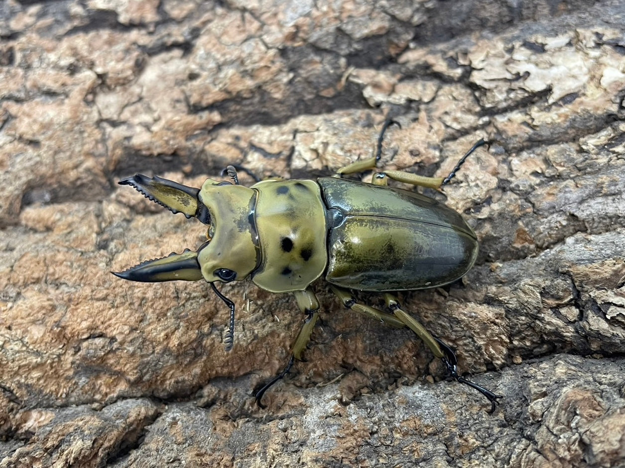 ババオウゴンオニクワガタ