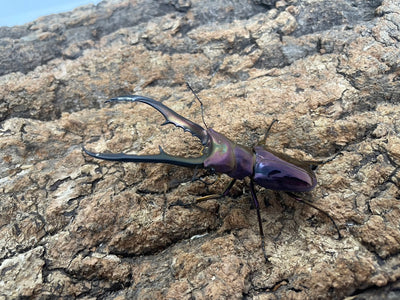 メタリフェルホソアカクワガタ