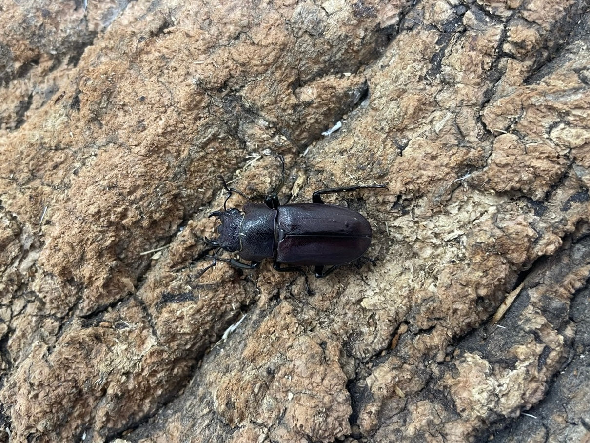 メタリフェルホソアカクワガタ