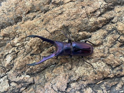メタリフェルホソアカクワガタ