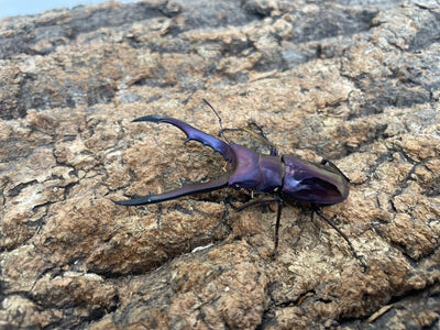 メタリフェルホソアカクワガタ