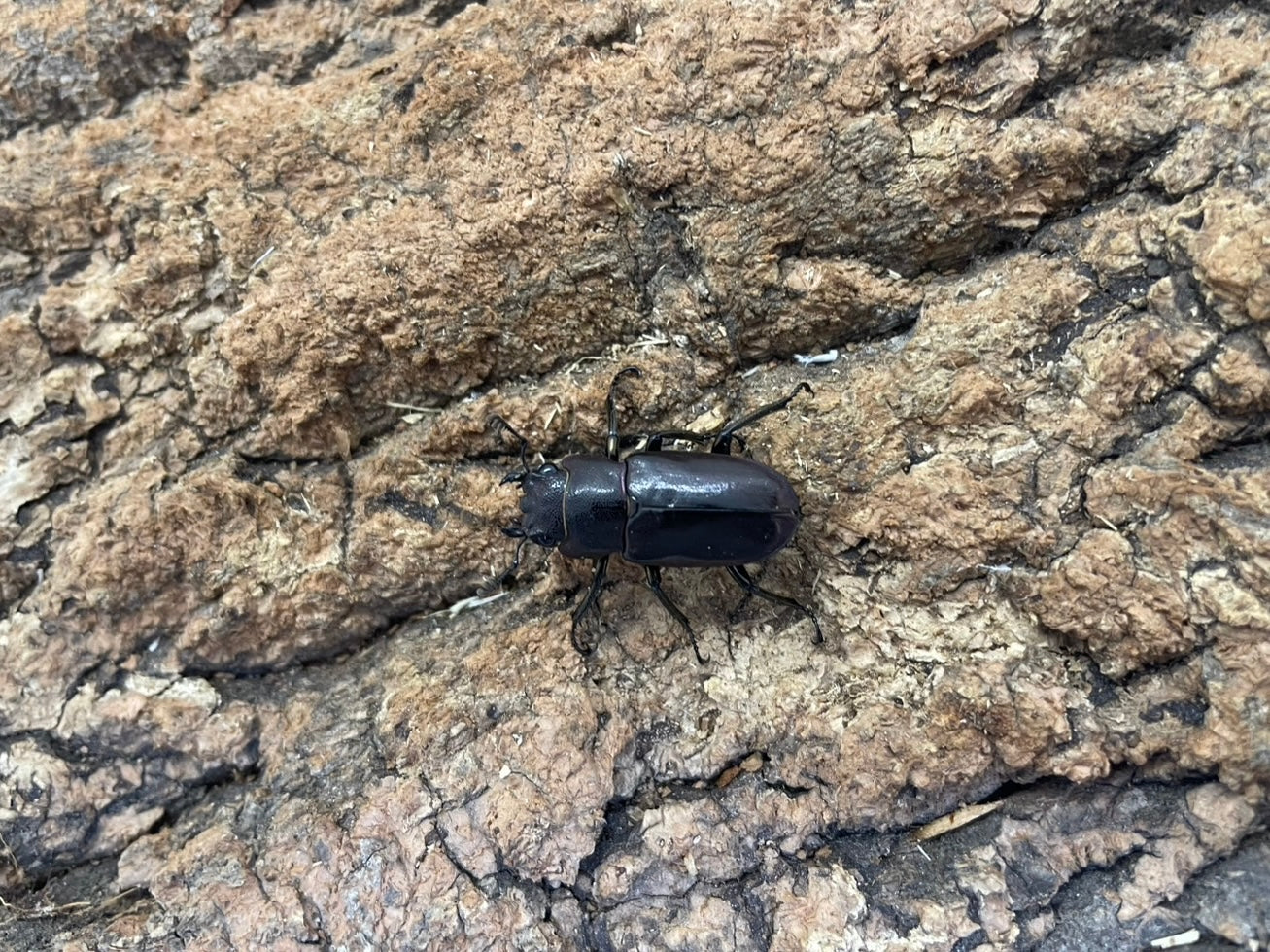 メタリフェルホソアカクワガタ
