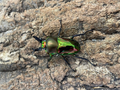 ニジイロクワガタ