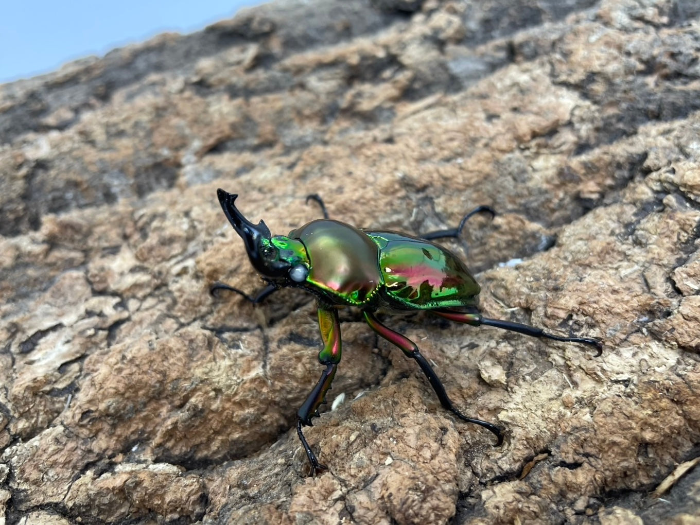 ニジイロクワガタ