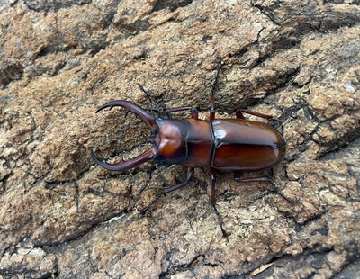 トカラノコギリクワガタ