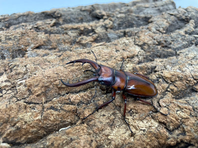 トカラノコギリクワガタ