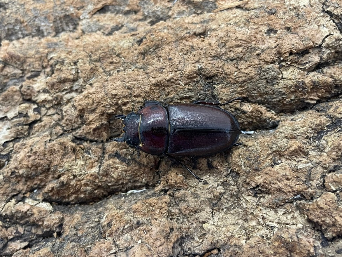 トカラノコギリクワガタ