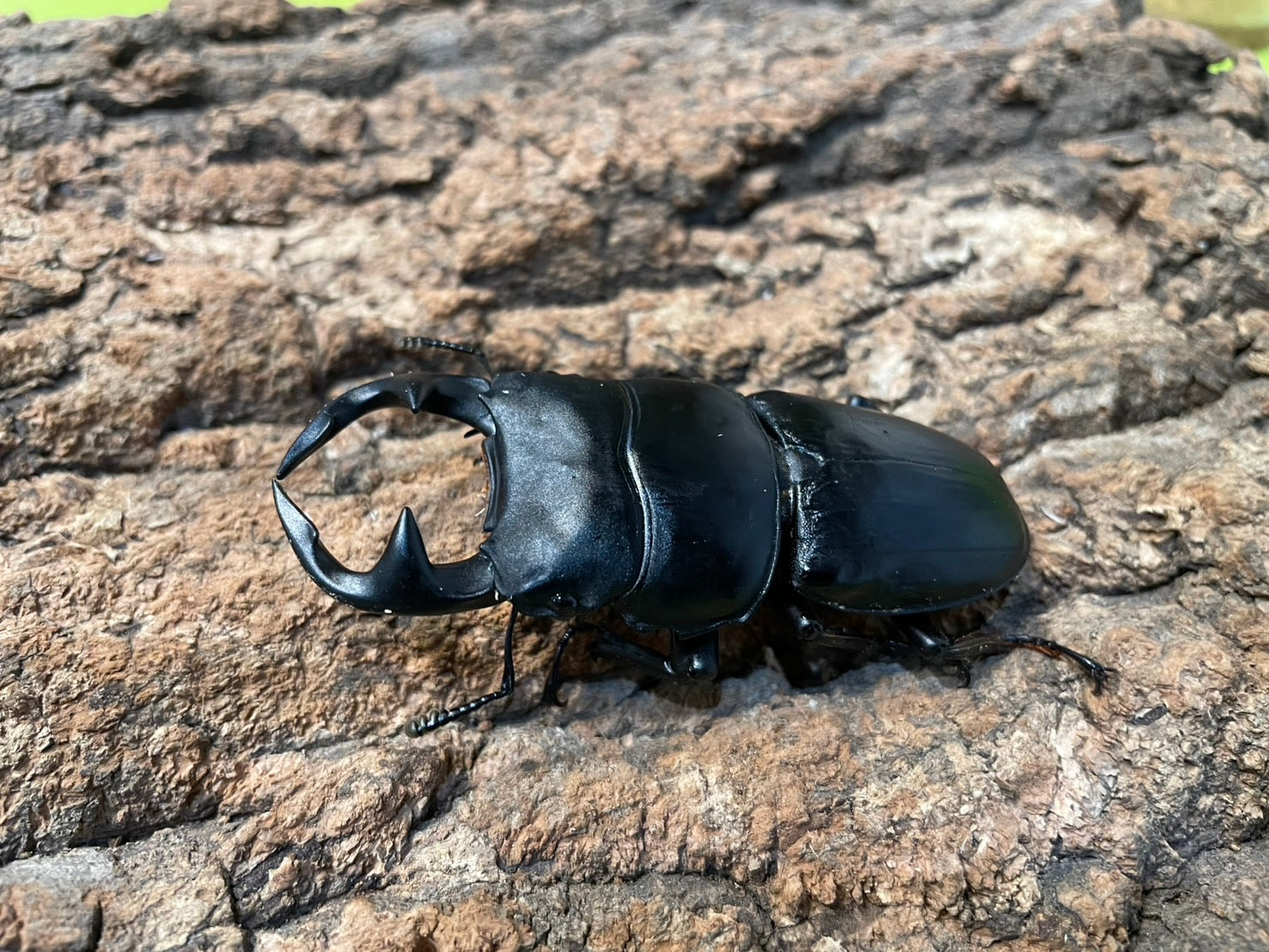 グランディスオオクワガタ 標本 グランディスオオクワガタ 標本 - メルカリ