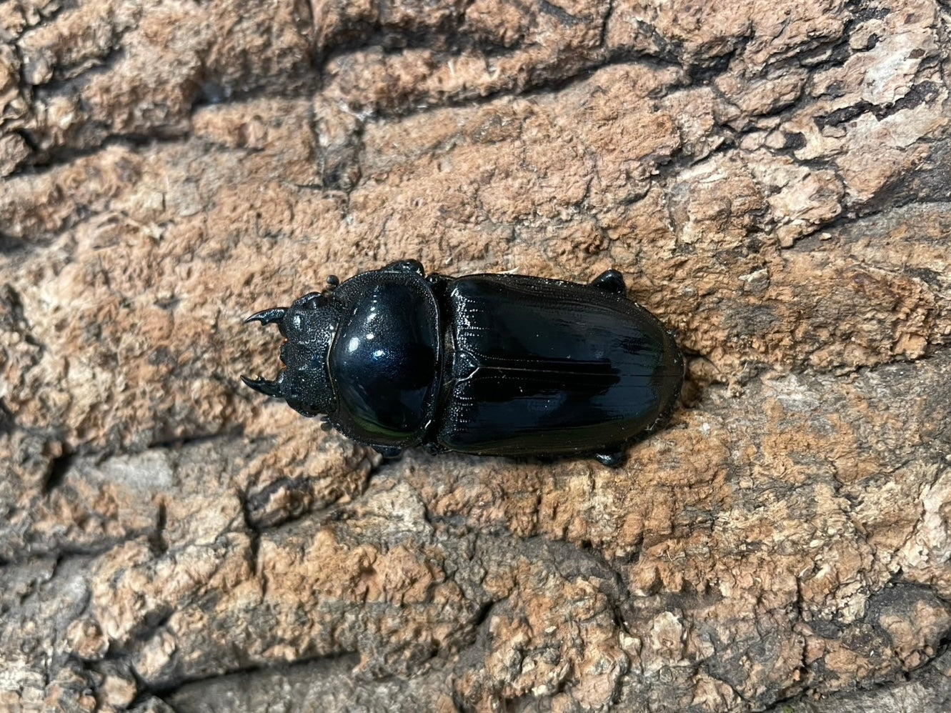 インドグランディスオオクワガタ – INSECT SHOP KMY