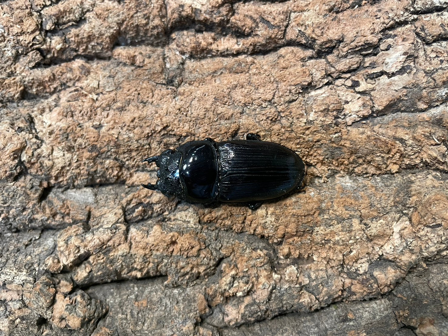 オオクワガタ(川西産） – INSECT SHOP KMY