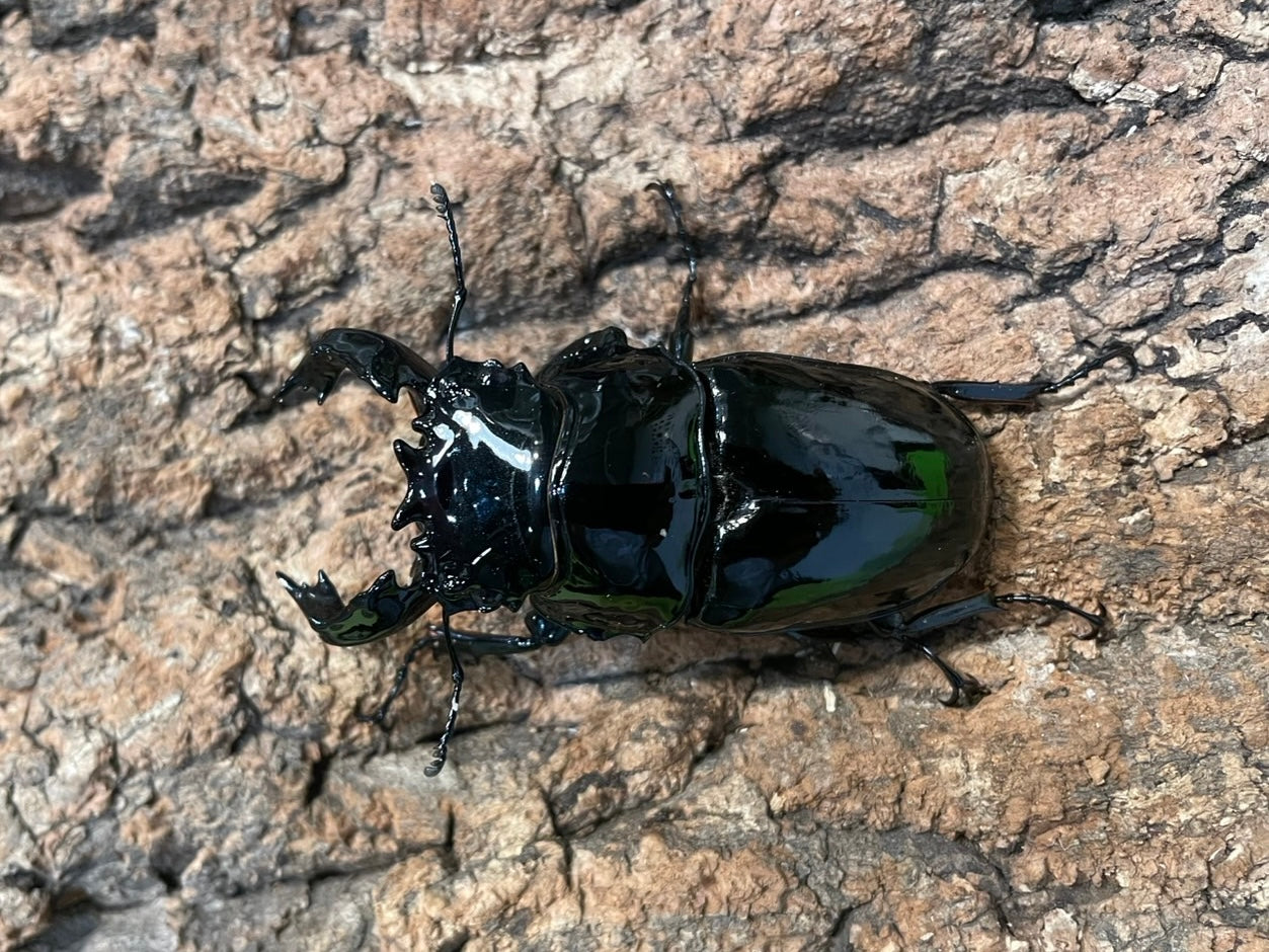 タランドゥスオオツヤクワガタ