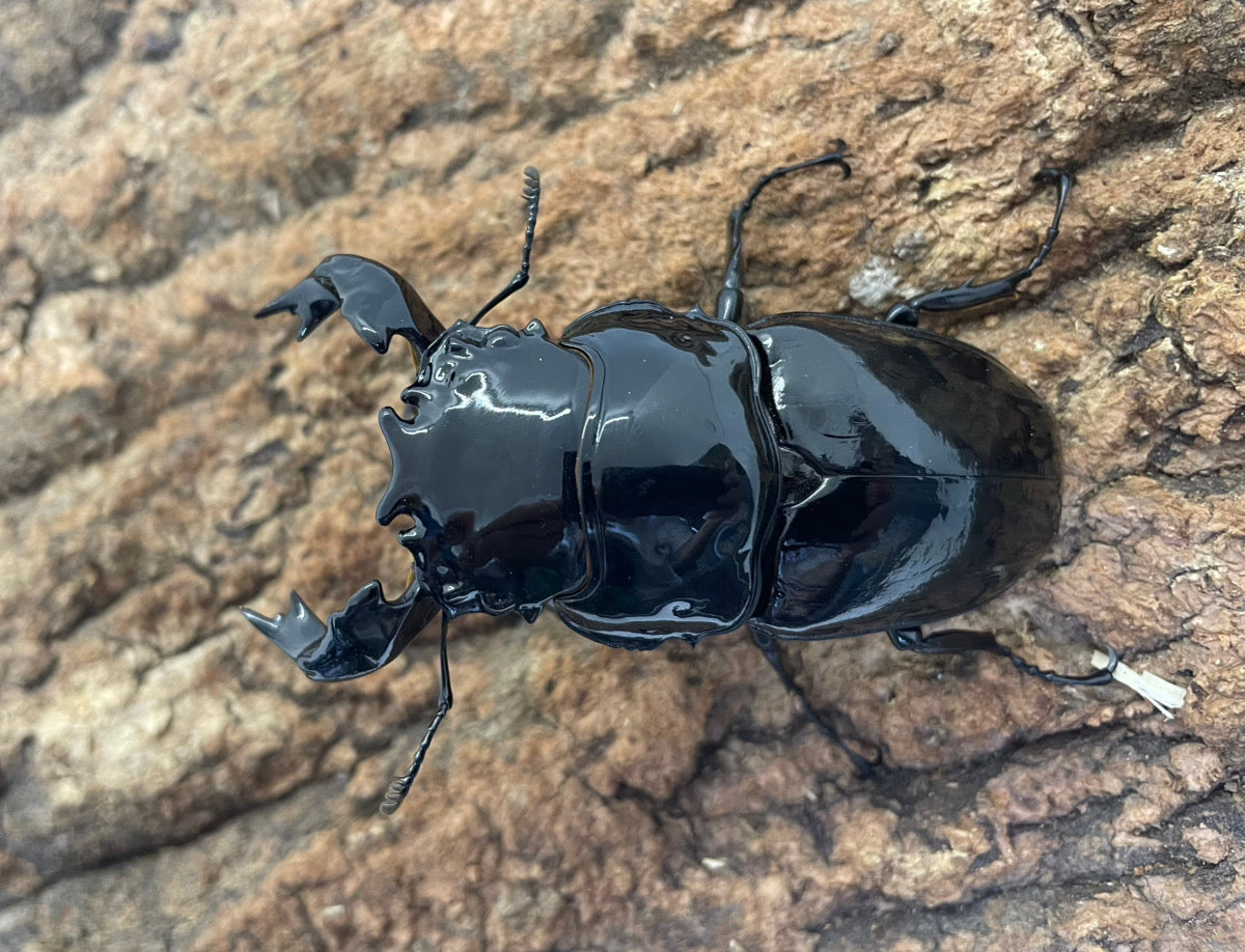 タランドゥスオオツヤクワガタ