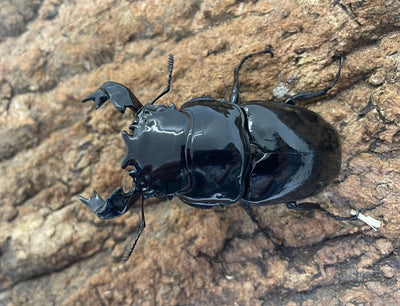 タランドゥスオオツヤクワガタ