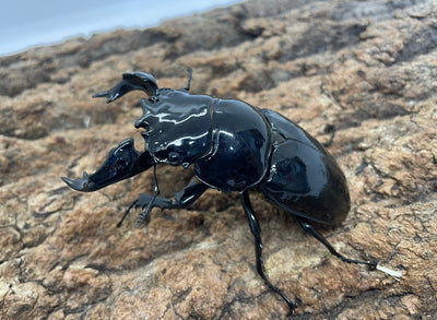 タランドゥスオオツヤクワガタ