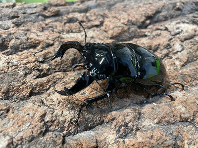 タランドゥスオオツヤクワガタ