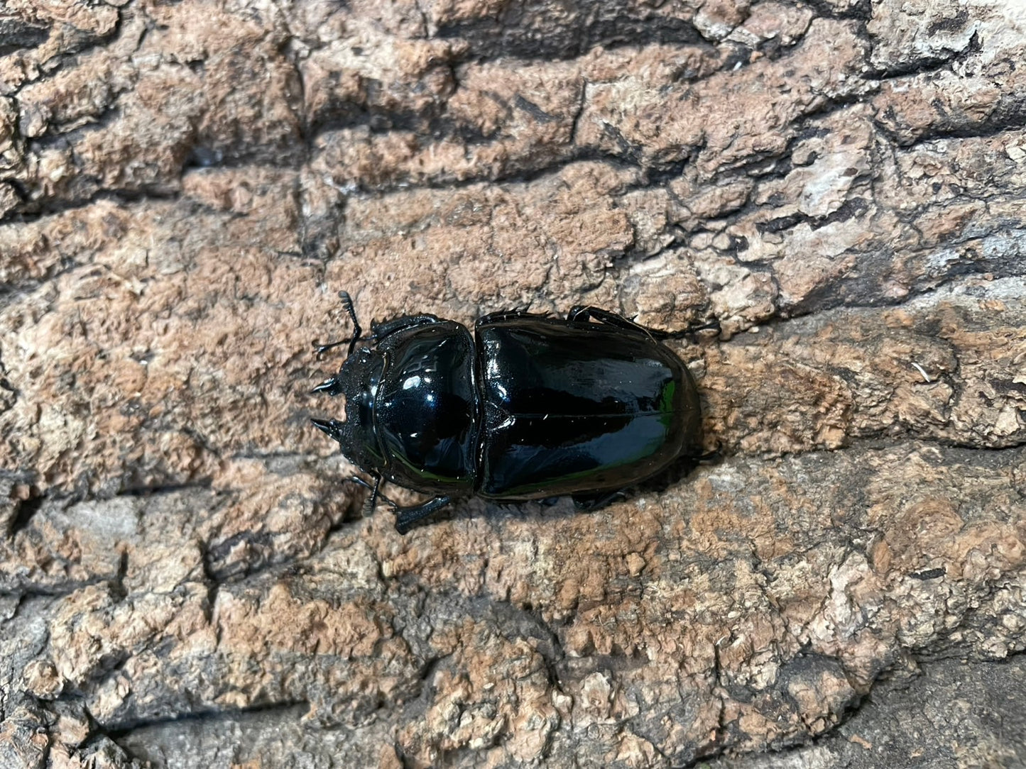 タランドゥスオオツヤクワガタ