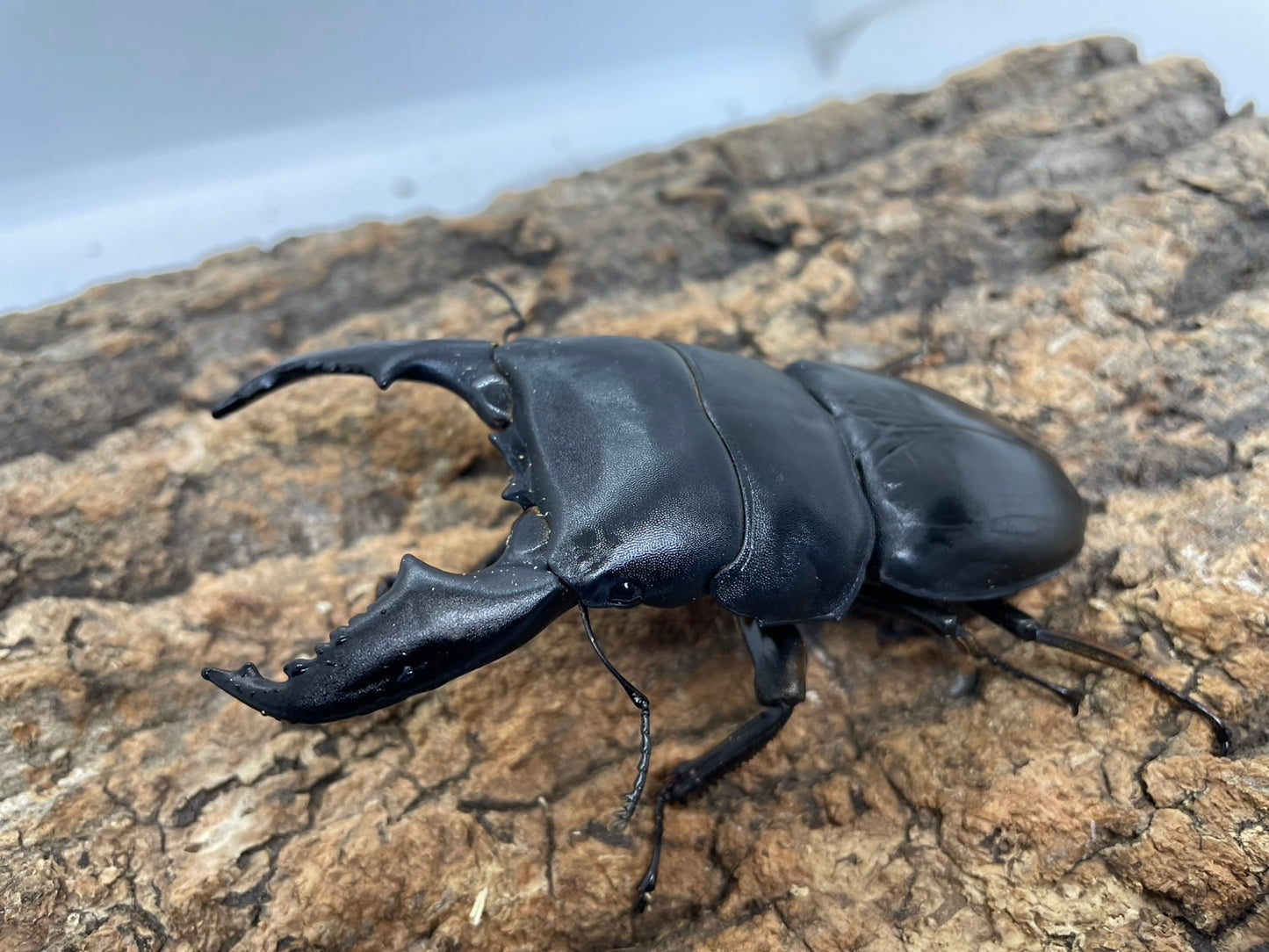 スマトラオオヒラタクワガタ