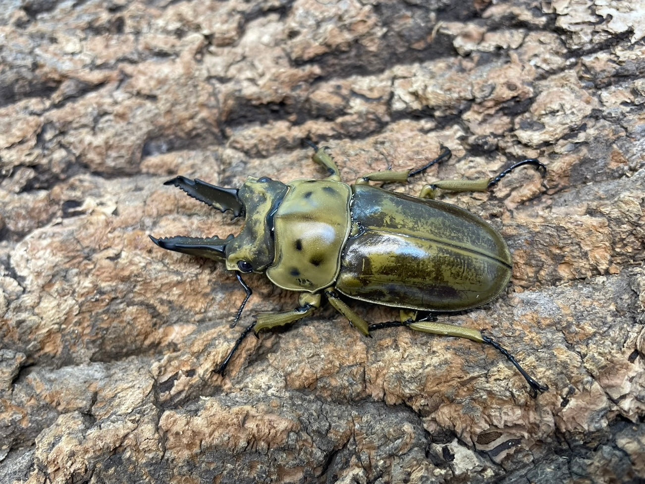 モセリオウゴンオニクワガタ – INSECT SHOP KMY