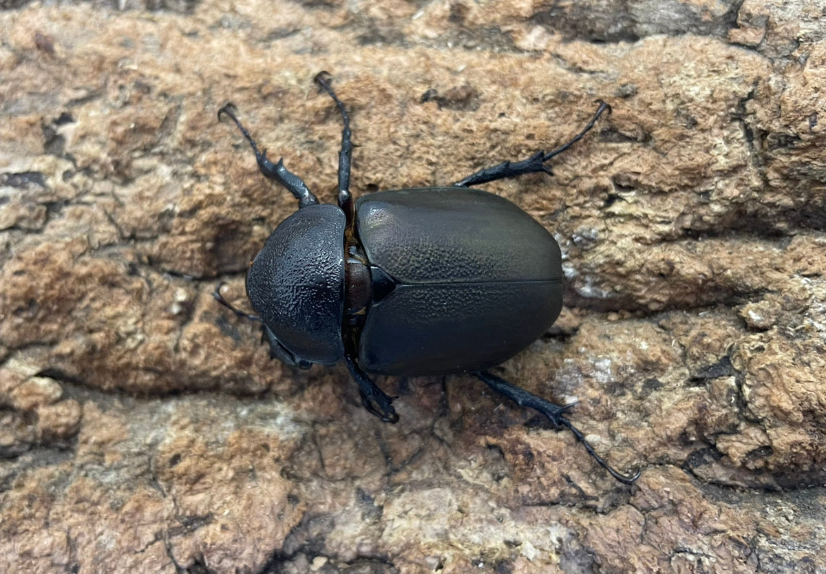【WD】アトラスオオカブト