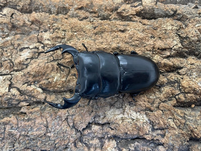 アンタエウスオオクワガタ
