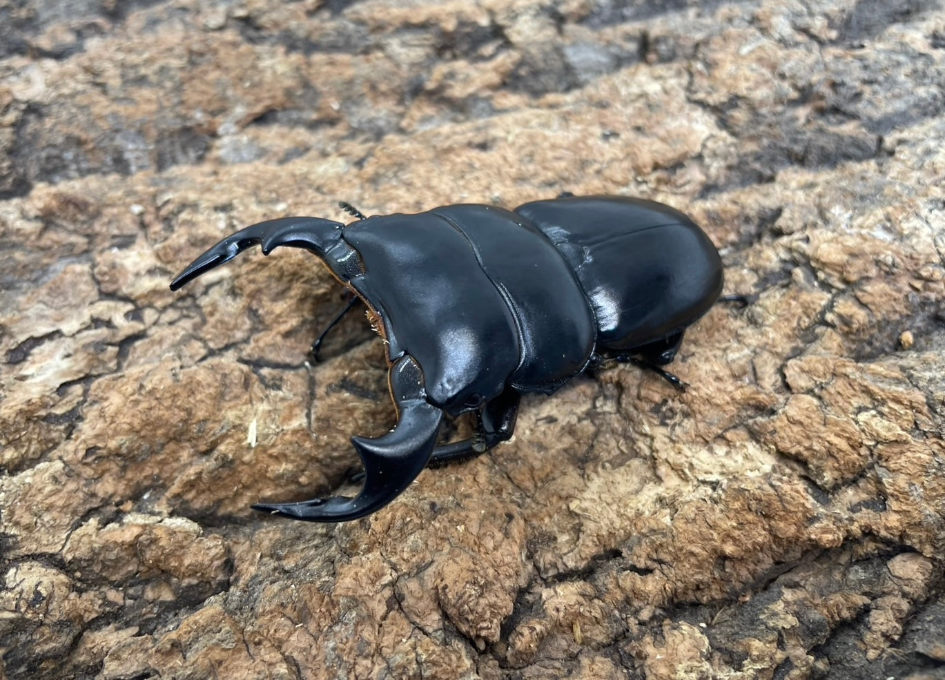 アンタエウスオオクワガタ