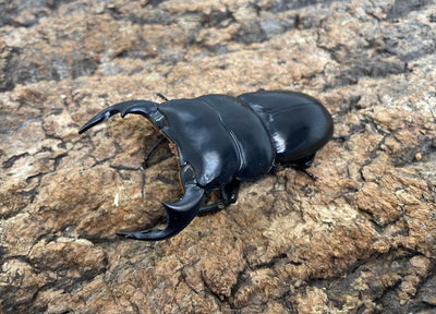 アンタエウスオオクワガタ