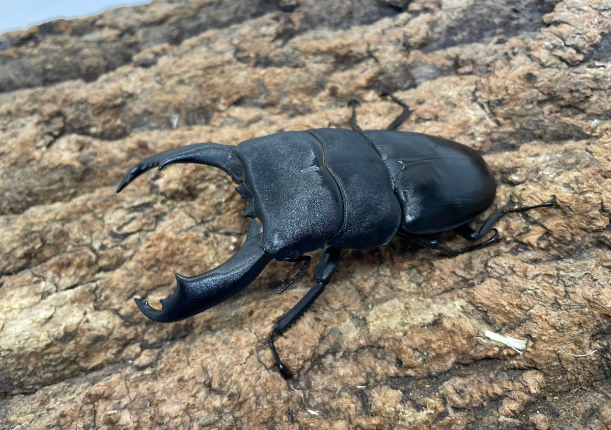 テイオウヒラタクワガタ